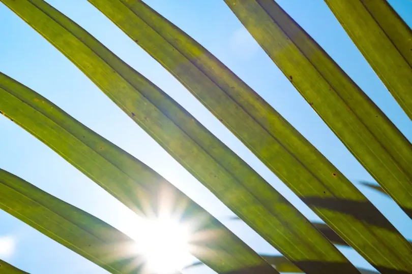 Comment le biofioul contribue-t-il à la lutte contre le changement climatique?